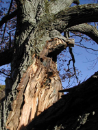 logs, fencing & decking dead wood